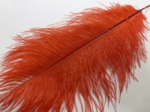 images/productimages/small/Ostrich feathers large AM 011 [HDTV (1080)].JPG